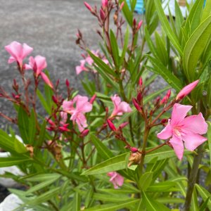 Oleander obyčajný (Nerium oleander) ružový - výška 50-70 cm, kont. C5L (-10/-12°C) NA KMIENKU